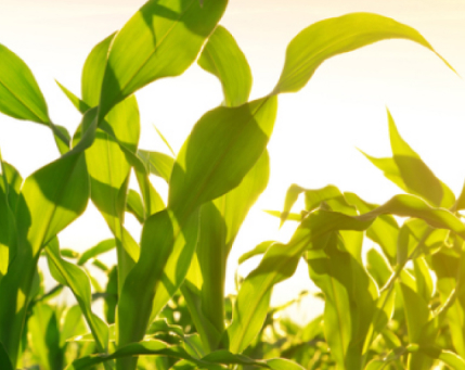 Productos Naturales y Biocomercio